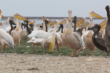 Pink pelicans with chicks on the shore of Lake Manich-Gudilo in Kalmykia, Russia