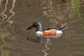 A close-up of a male Northern shoveler swimming through the water
