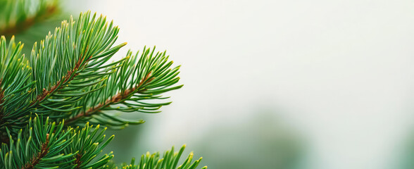 Obraz premium Creative minimalistic christmas background for invitation or card with copy space background.