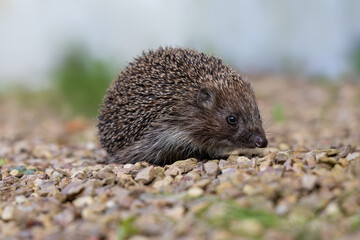 Hedgehog close up.