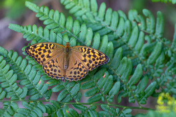 Silver-washed Fritillary (Argynnis paphia)