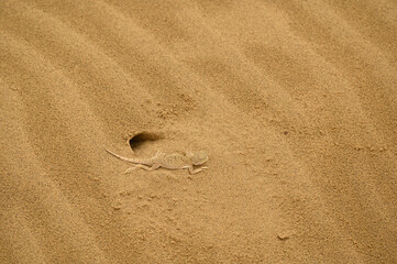 Toad-headed agama (Phrynocephalus mystaceus) on sand