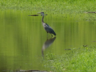 great blue heron