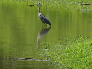 great blue heron