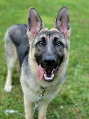 german shepherd tongue out
