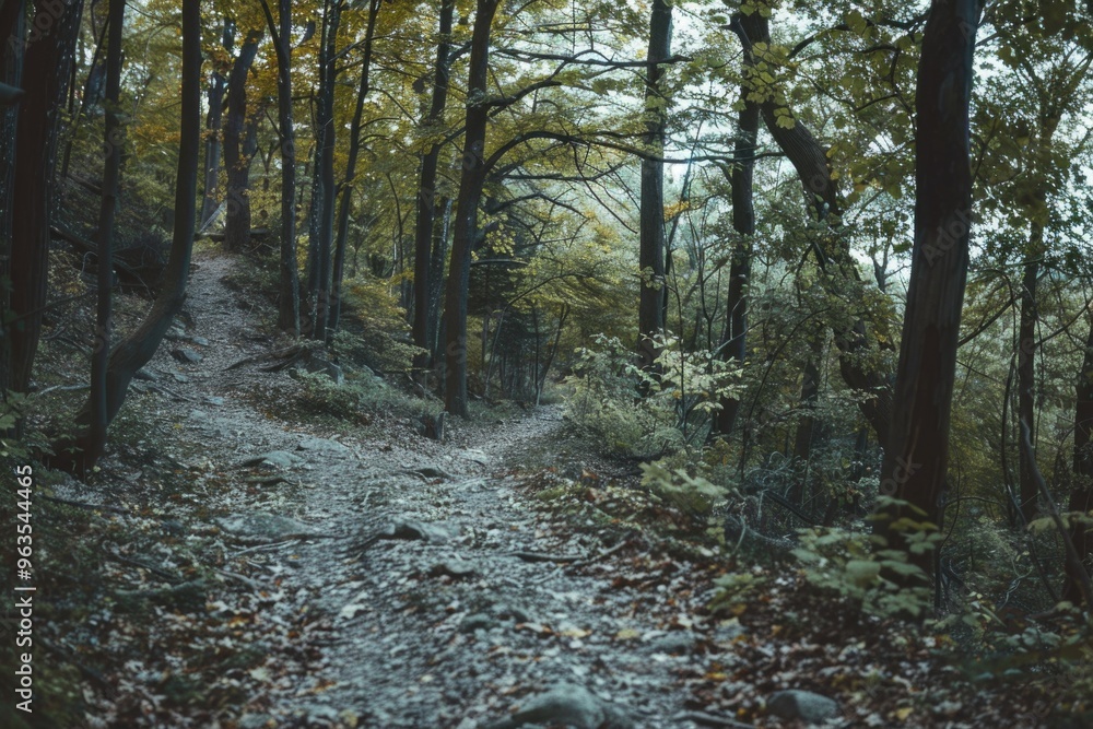 Aufkleber a path through a forest with trees and leaves on the ground. the path is covered in leaves and rocks