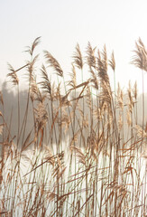 reed in the wind