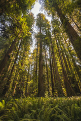 Redwood Trees. California. United States.