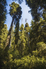 Redwood Trees. California. United States.