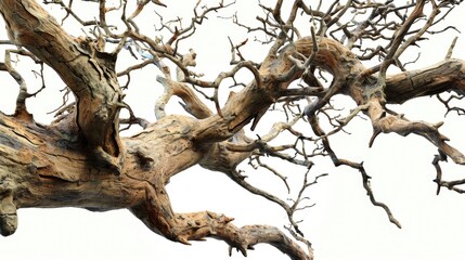 Fototapeta premium A tree with many branches and a trunk that is brown and has a lot of holes. The branches are thin and the trunk is very thin