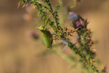 Mantis - Mantis religiosa green animal sitting on a blade of grass in a meadow. Wild photo