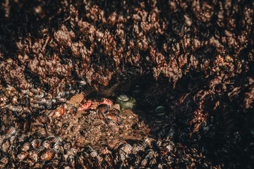 Creatures from the Sea