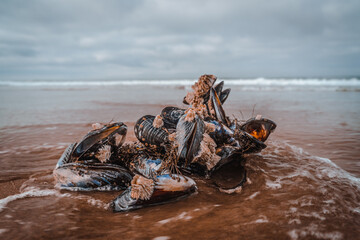 Creatures from the Sea