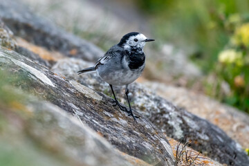 Wagtail sitting on the ground