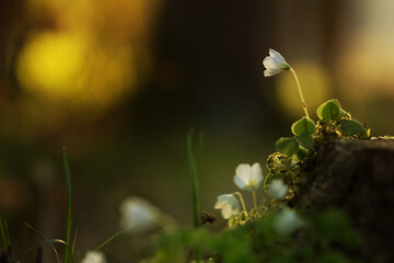 Kleebl&uuml;te im Wald