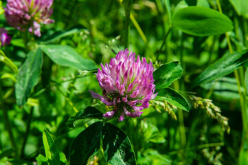 Fototapeta premium close-up: red clover with dark pink flowers