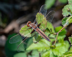 Chalk-Fronted Corporal Dragonfly in the Assawompsett Pond Complex, Lakeville, Massachusetts