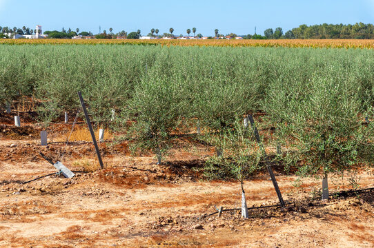 Intensive Olive Cultivation: Neatly Aligned Rows with Drip Irrigation.