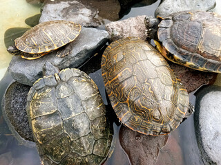 Top view of group of turtles on rocks in a pond. Marine and terrestrial animals and species..