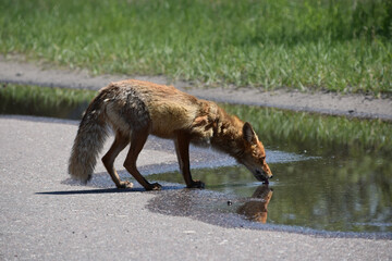 A fox drinks from a puddle by the Chernobyl Nuclear Power Plant