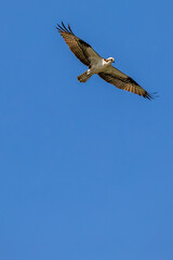 Fototapeta premium Osprey (Pandion haliaetus) flying in a blue sky with copy space
