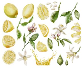 Lemons set bundle flower, peel and seeds Watercolor illustration 