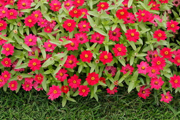 Patch of Brightly Colored Zinnias Border Lawn