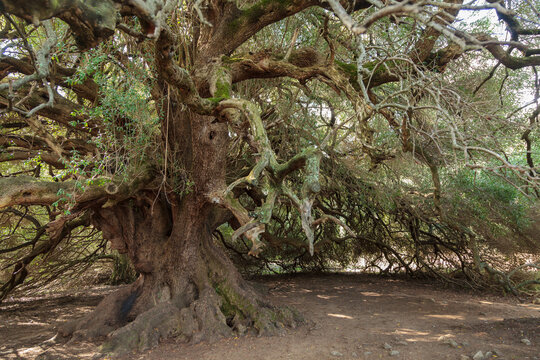 protected  millennial olive tree Luras Gallura Sardinia