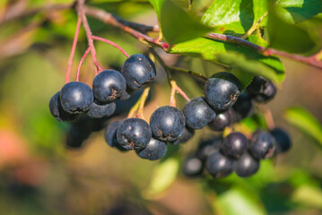 Aronia or  Sorbaronia fallax berries on sunlight