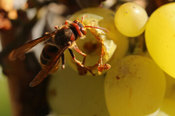 A wasp eats ripe grapes on a bush