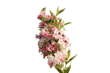 Weigela bush in bloom. Flowering bush of Weigela