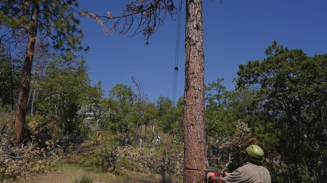 Logging Tree Felling Cutting and Falling