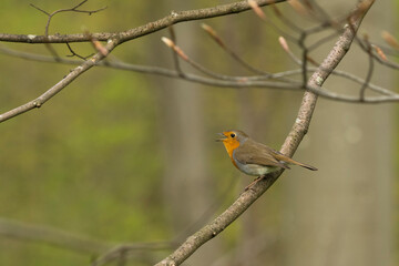 Robin (Erithacus rubecula) adult perched on a branch while singing