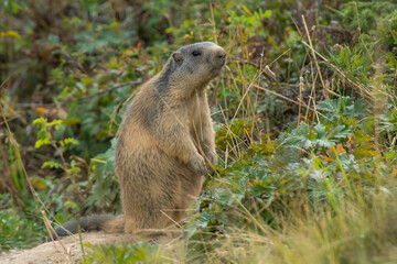 An Alpine Marmot (Marmota marmota) adult curious observing it's environment in the Swiss Alps