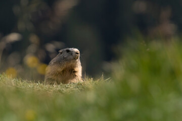 An Alpine Marmot (Marmota marmota) adult curious observing it's environment in the Swiss Alps