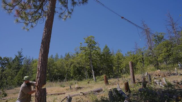 Logging Tree Felling Cutting and Falling
