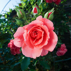 Rose in the garden close-up. Rose flower with red petals and several buds.