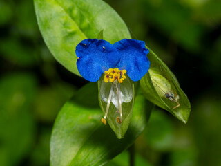 Asiatic Dayflower (Commelina communis) with vibrant blue petals and yellow stamens, lush green leaves.