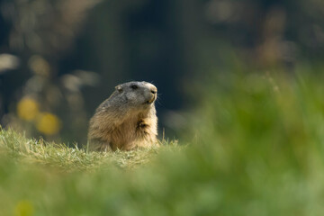 An Alpine Marmot (Marmota marmota) adult curious observing it's environment in the Swiss Alps