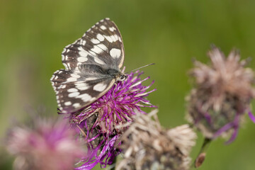 Marbled White (Melanargia galathea) butterfly resting on a thistle