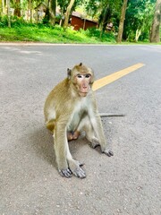 Obraz premium Wild Macaque Sitting on Road near Angkor Wat in Cambodia