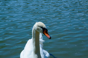 close-up: mute swan with wholly white plumage with an orange beak bordered with black waterside