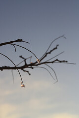 branches against sky