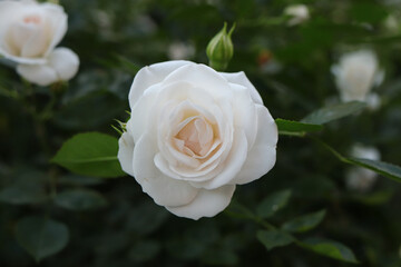 Isolated white rose with a bud