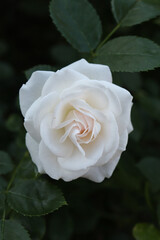 Isolated white rose