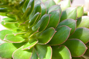 Fototapeta premium close up of a cactus