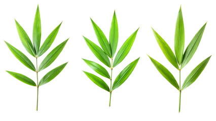 Fototapeta premium Bamboo leaf isolated set. 
