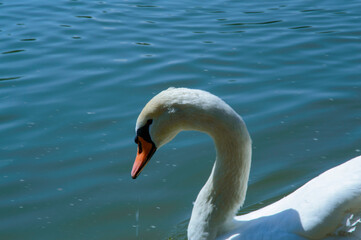 close-up: mute swan with wholly white plumage with an orange beak bordered with black waterside