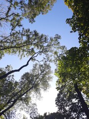 tree and sky