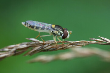 Closeup on a Sphaerophoria hover fly on a straw of grass in the garden